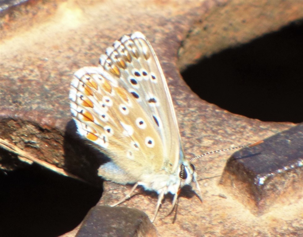 Polyommatus bellargus? No, Polyommatus (Lysandra) coridon, Lycaenidae